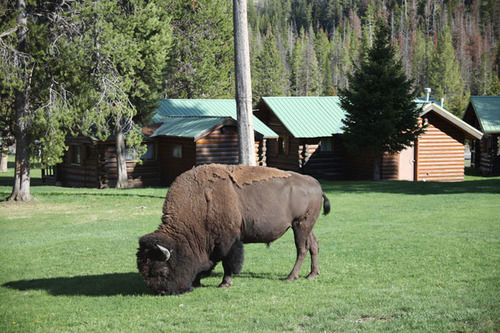 Pahaska Tepee Resort コーディ エクステリア 写真